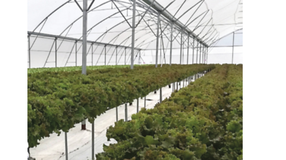 Hidroponía se abre camino para producir en Volcán