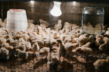MIDA declara alerta nacional por enfermedad que afecta a aves domésticas y silvestres
