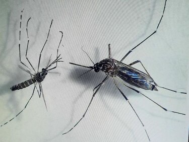Costa Rica declara alerta por malaria ante migración desde Nicaragua