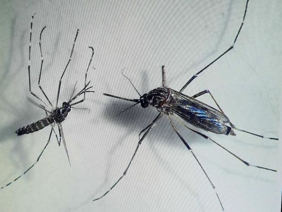 Costa Rica declara alerta por malaria ante migración desde Nicaragua