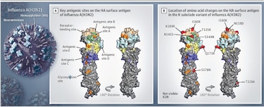 Qué es el subclado K de la influenza A(H3N2) y por qué preocupa a los expertos