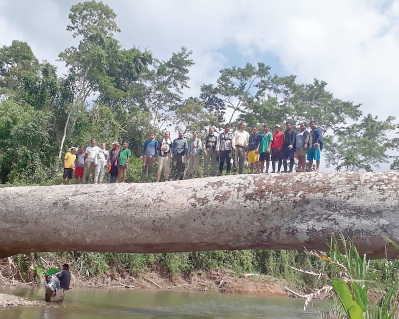 Los ‘gigantes verdes’ del Darién