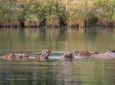 Magnate indio ofrece acoger a los 80 hipopótamos colombianos destinados a la eutanasia