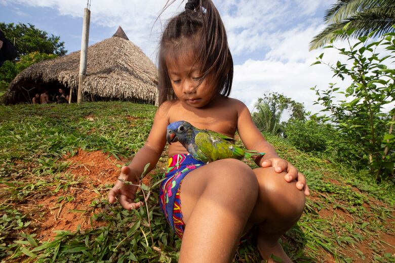 Cimarrón Paraíso: la aldea emberá que nació en pandemia