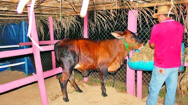 Tolé celebra su feria agropecuaria y folclórica
