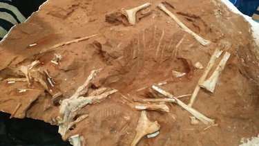 Aparece especie desconocida de dinosaurio en Brasil