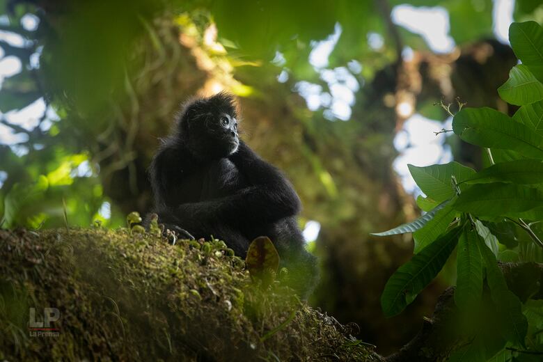 ¿Traficante e influencer? Lo capturan por comercializar carne silvestre en redes sociales