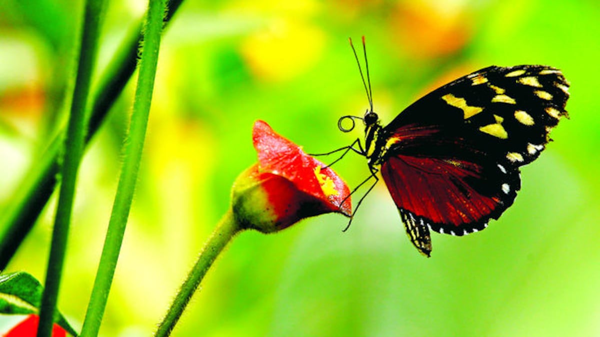 El vuelo de las mariposas se recorta
