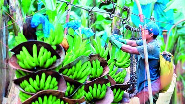 Pasan contrato con Banapiña