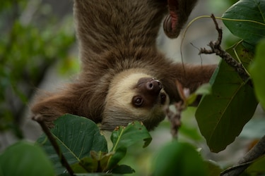 ¿Traficante e influencer? Lo capturan por comercializar carne silvestre en redes sociales