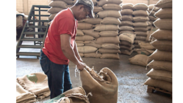 Brasil estima caída de 20% en la cosecha de café