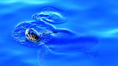 Muerte de tortugas fue por saxitoxinas