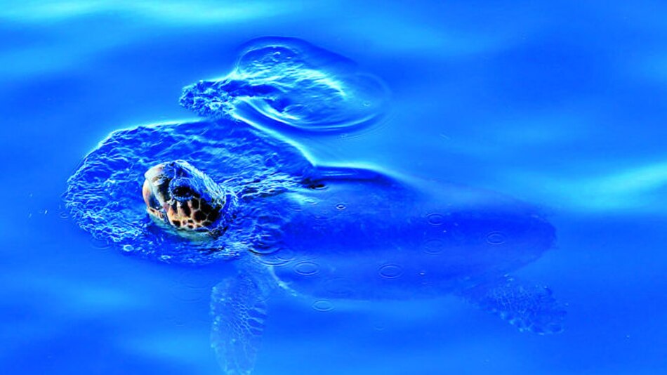 Muerte de tortugas fue por saxitoxinas