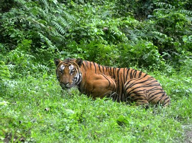 Población de tigres salvajes es más grande de lo que se creía