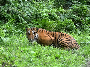 Población de tigres salvajes es más grande de lo que se creía