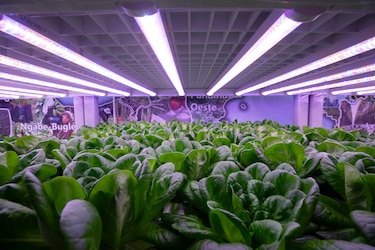 Agricultura vertical revoluciona cultivo en Panamá: lechuga en 30 días sin sol ni tierra