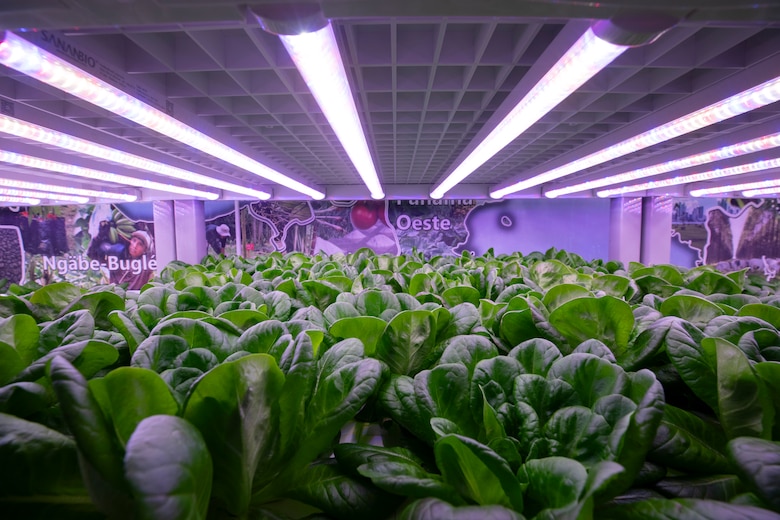 Agricultura vertical revoluciona cultivo en Panamá: lechuga en 30 días sin sol ni tierra