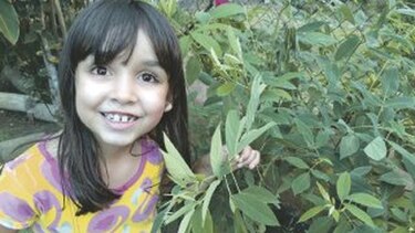 Una plaga potencial para el guandú