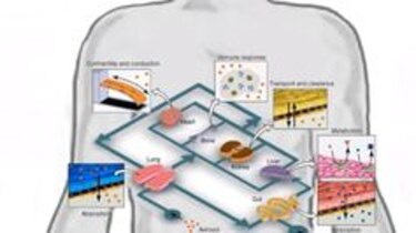 Crean órganos humanos en chip en Israel