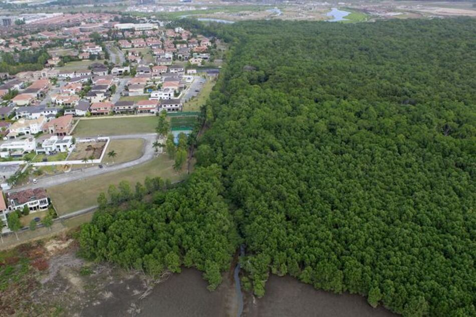 Sancionarán ley para proteger el humedal bahía de Panamá