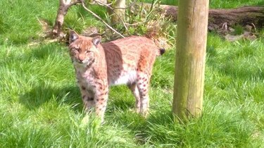 Escapa lince de un zoológico en el suroeste de Inglaterra