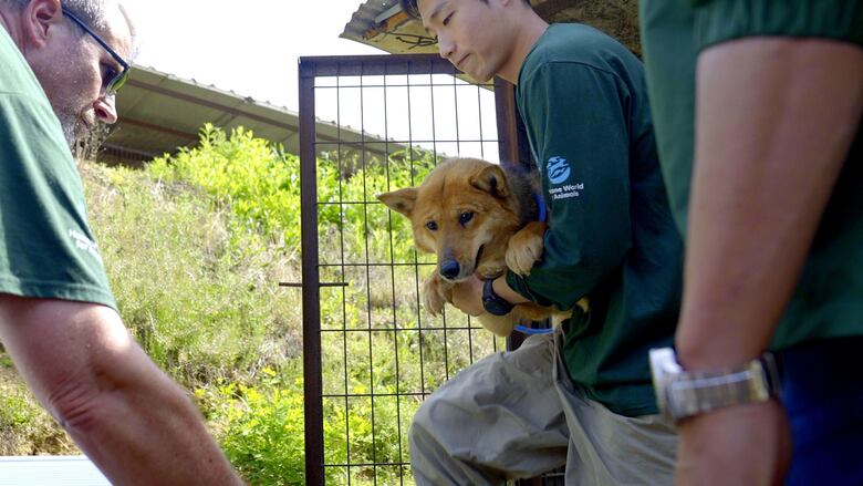 El dilema de Corea del Sur sobre qué hacer con medio millón de perros tras prohibir el consumo de su carne