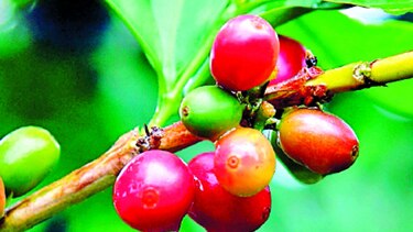 Cosecha de café avanza en 80%