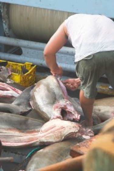 México prohíbe pesca de tiburón