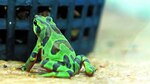 Estimulan supervivencia de anfibios