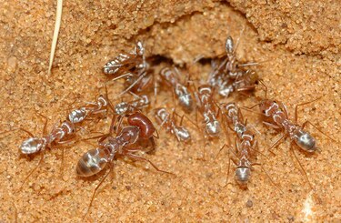 Hormigas plateadas del Sáhara son las más rápidas del mundo, según estudio