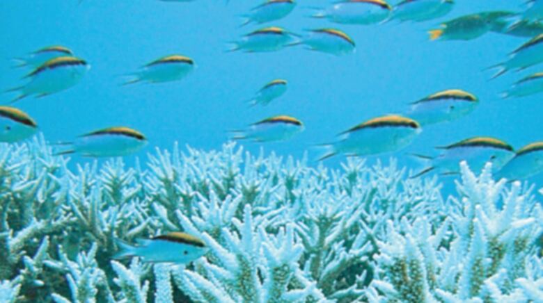 Estudian causas de la enorme extinción masiva