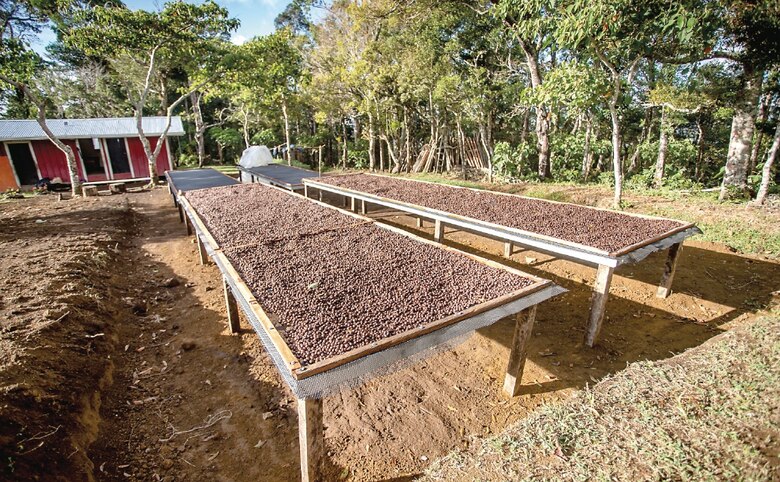 Los reyes del café Geisha están de vuelta