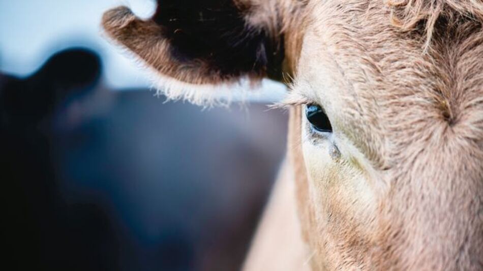 ¿Zapatos, billeteras e incluso autos veganos? ¿En serio?