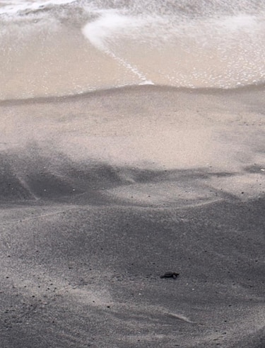 El camino de las tortugas: de los viveros de Punta Chame al océano