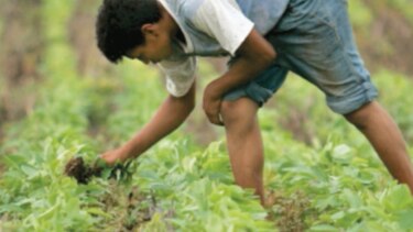 Fenómeno La Niña favorece a cultivadores de soja en Brasil