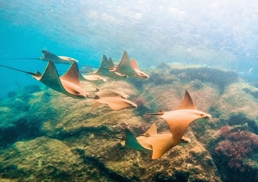 Ecuador amplía reserva de Galápagos que involucra a Panamá, Colombia y Costa Rica