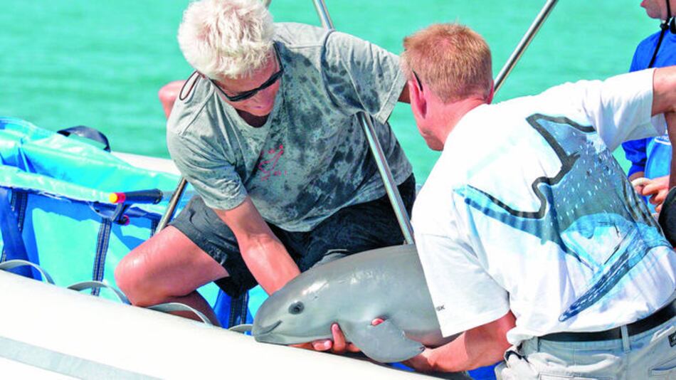 La vaquita marina, en grave peligro