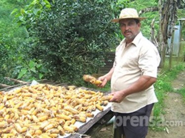 Lluvias y frente frío afecta a productores herreranos