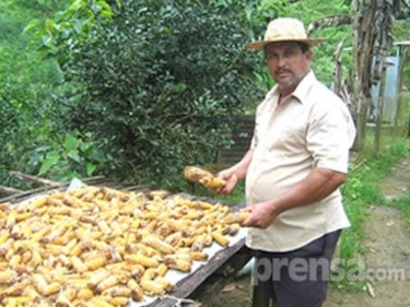 Lluvias y frente frío afecta a productores herreranos