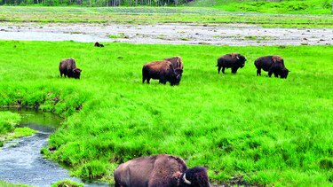 Más bisontes con genes de los de Yellowstone