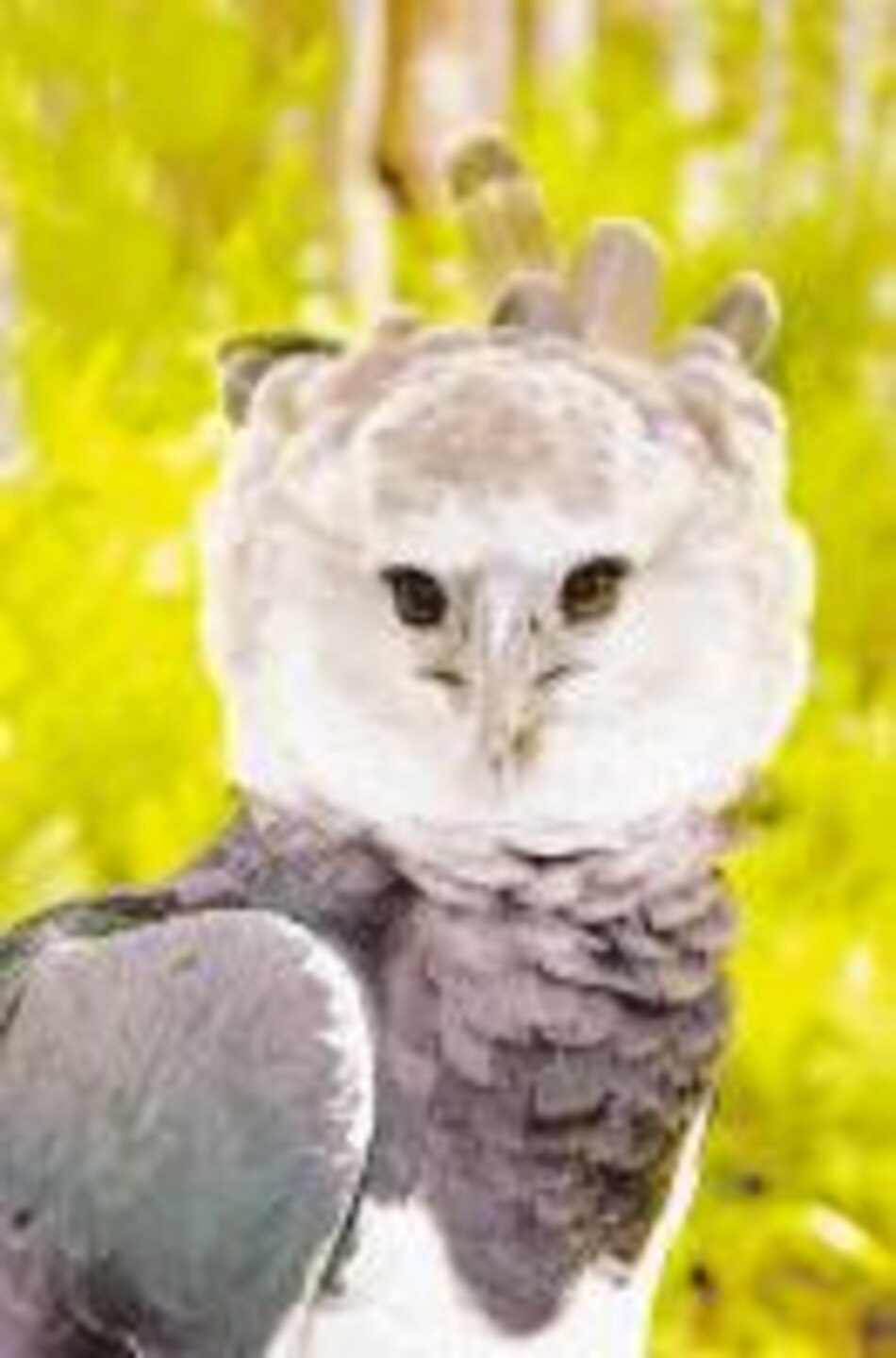 Ojo con el águila arpía