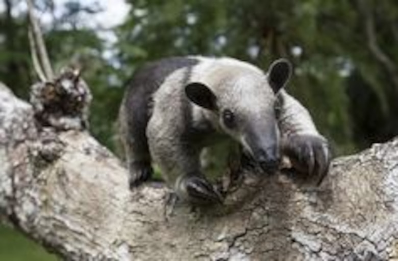 Nuevo estudio sobre especies amenazadas de Panamá está casi listo