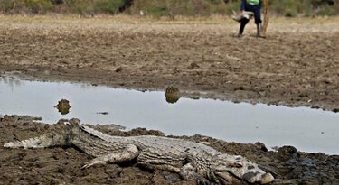 Salvan en Paraguay a caimanes a punto de morir por sequía