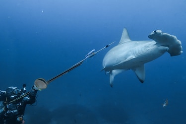 Rastreo a una tiburón martillo en Galápagos desvela posible migración a Panamá para parir