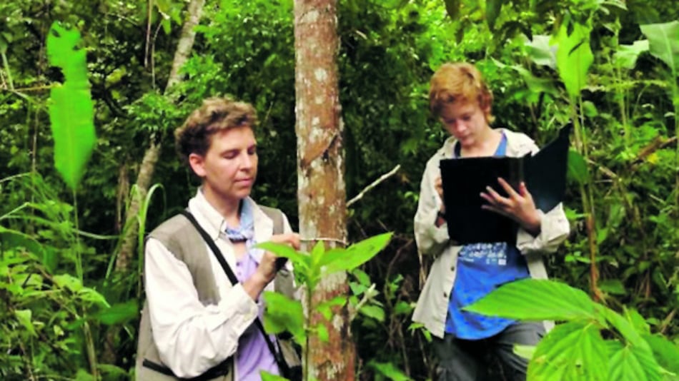 Caimito, parte del patrimonio panameño