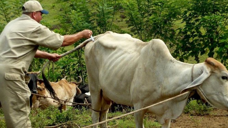 Veterinarios se mantienen en paro de brazos caídos tras reunirse con el Ejecutivo