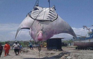 Una mantarraya de una tonelada fue capturada en Perú