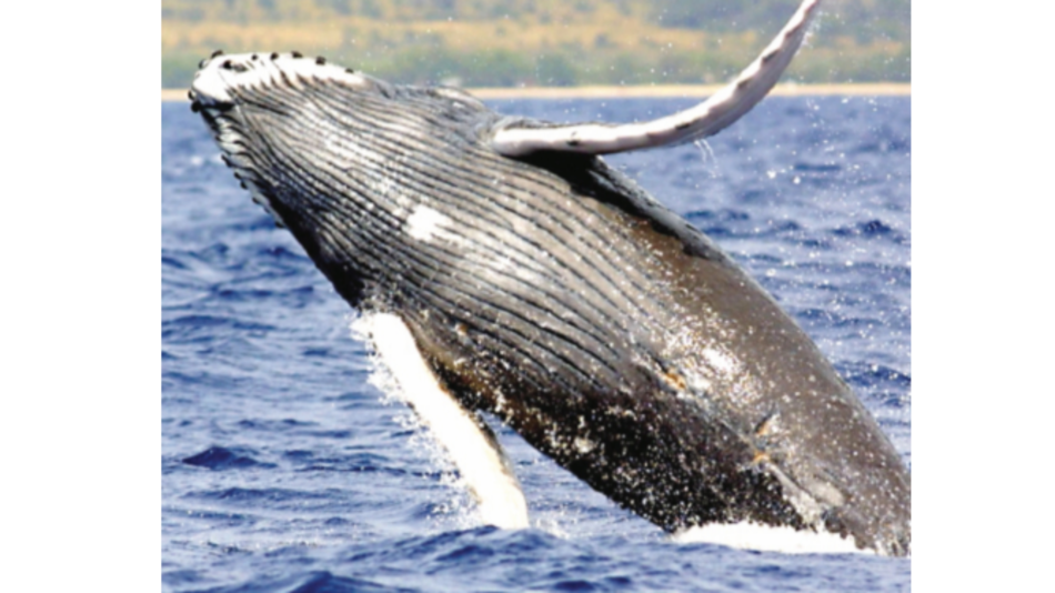 Amantes de las ballenas encuentran un paraíso en Boston