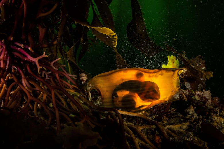 La historia de la foto ‘perfecta’ que tomó una década capturar y otras imágenes ganadoras del premio Fotógrafo de la Vida Silvestre 2025