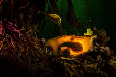 La historia de la foto ‘perfecta’ que tomó una década capturar y otras imágenes ganadoras del premio Fotógrafo de la Vida Silvestre 2025